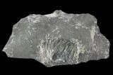 Unprepared Drotops Trilobite - About Long #106861-5